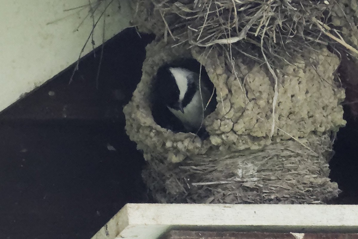 Black-capped Chickadee - David Hoag