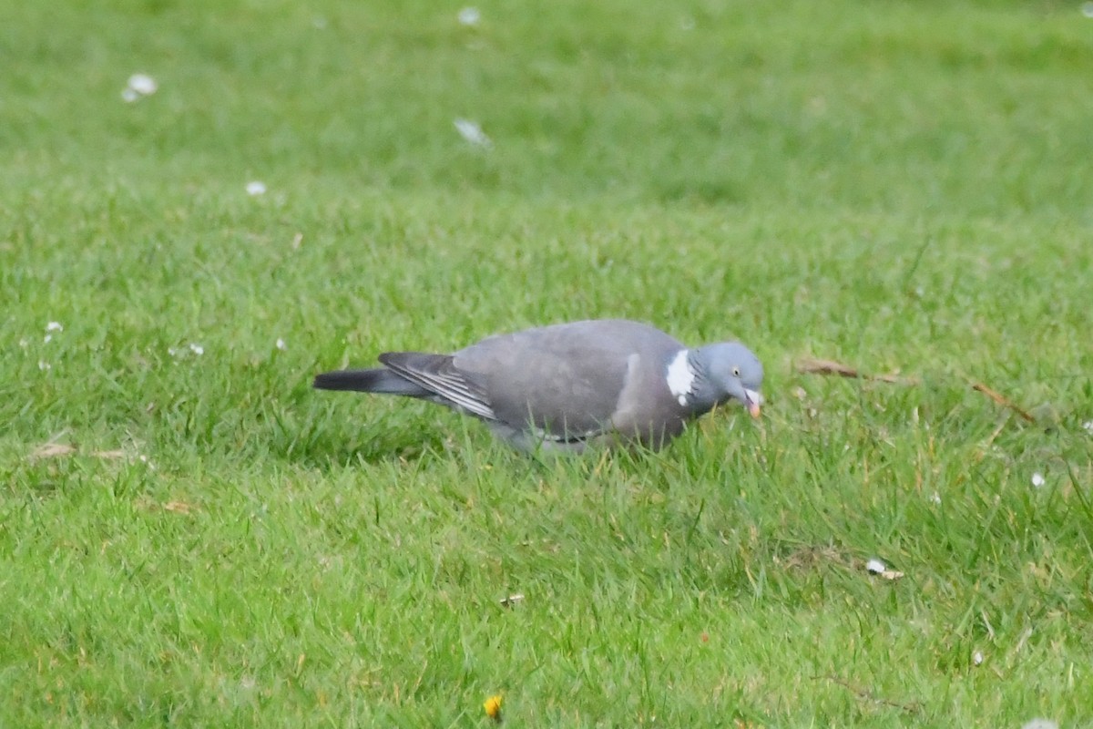 Common Wood-Pigeon - ML619062094