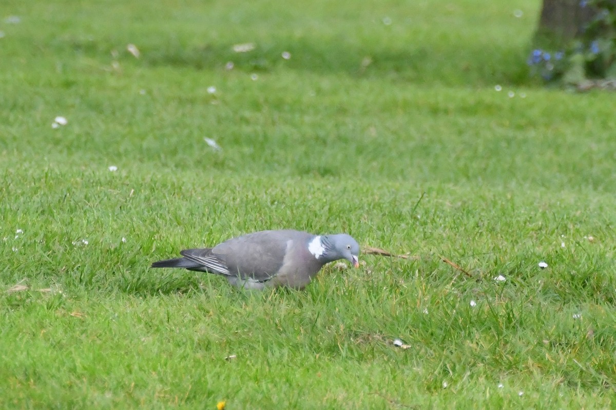 Common Wood-Pigeon - ML619062095