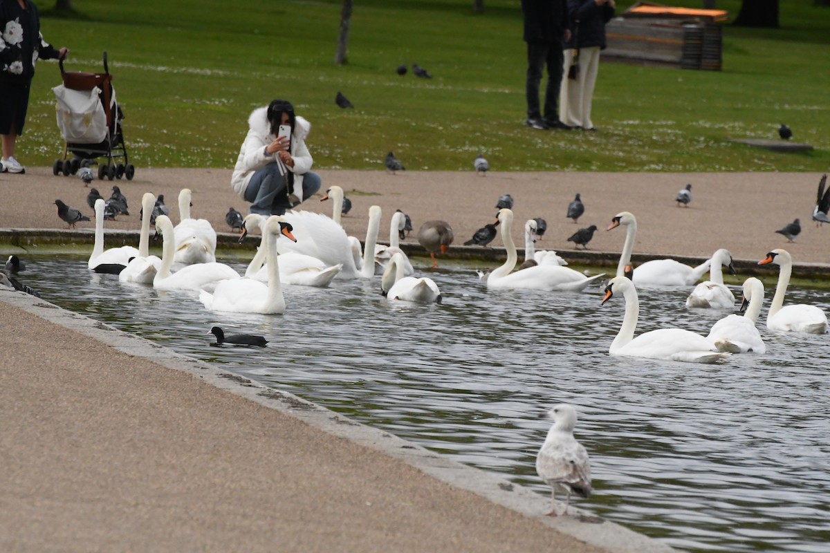 Mute Swan - ML619062111