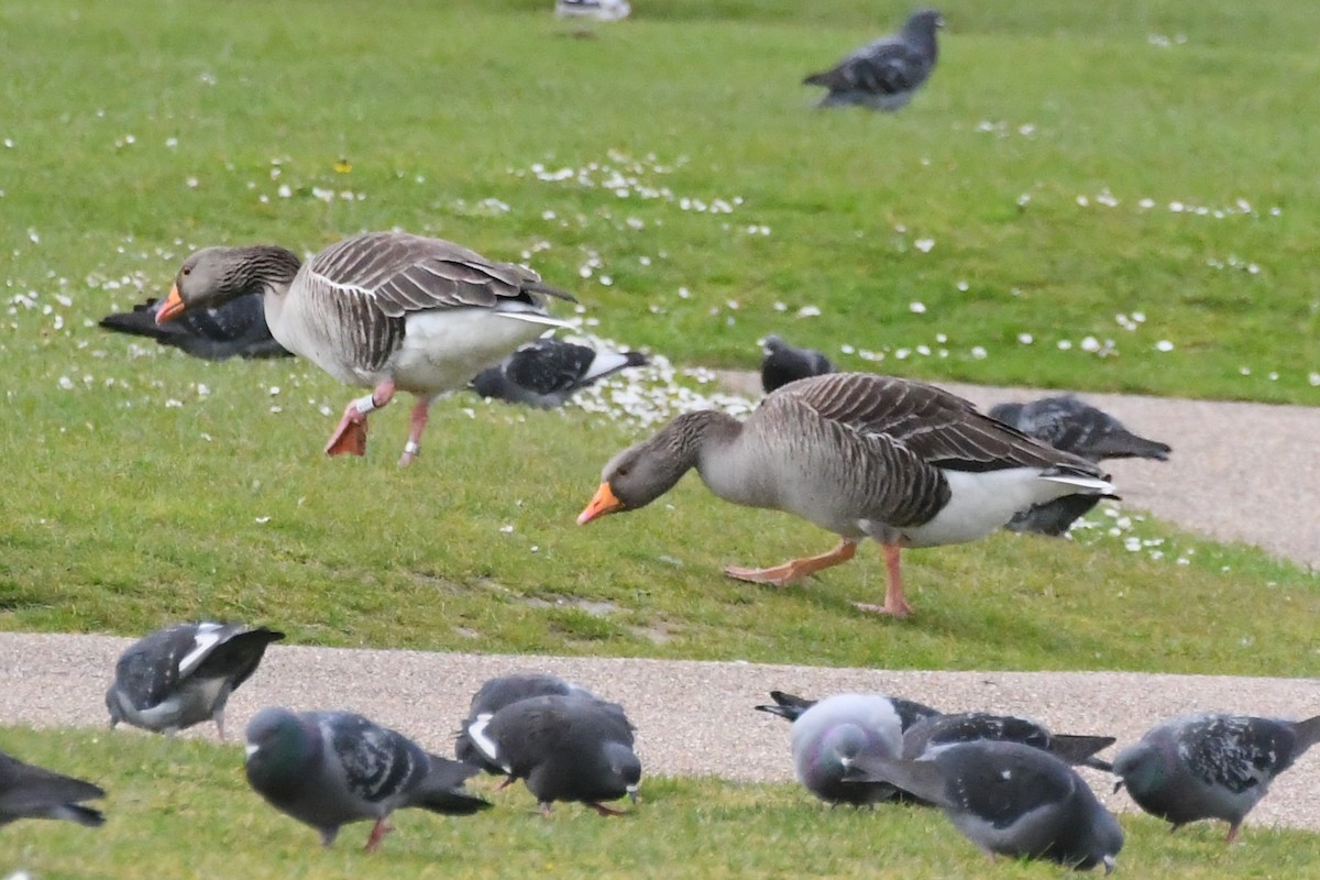 Graylag Goose (European) - ML619062120