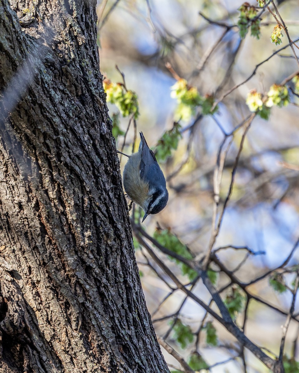 Red-breasted Nuthatch - Marshall Breedlove