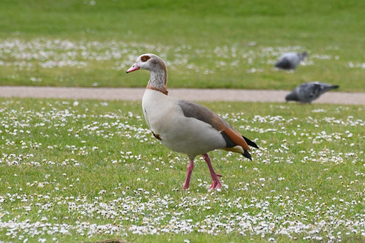 Egyptian Goose - ML619062134