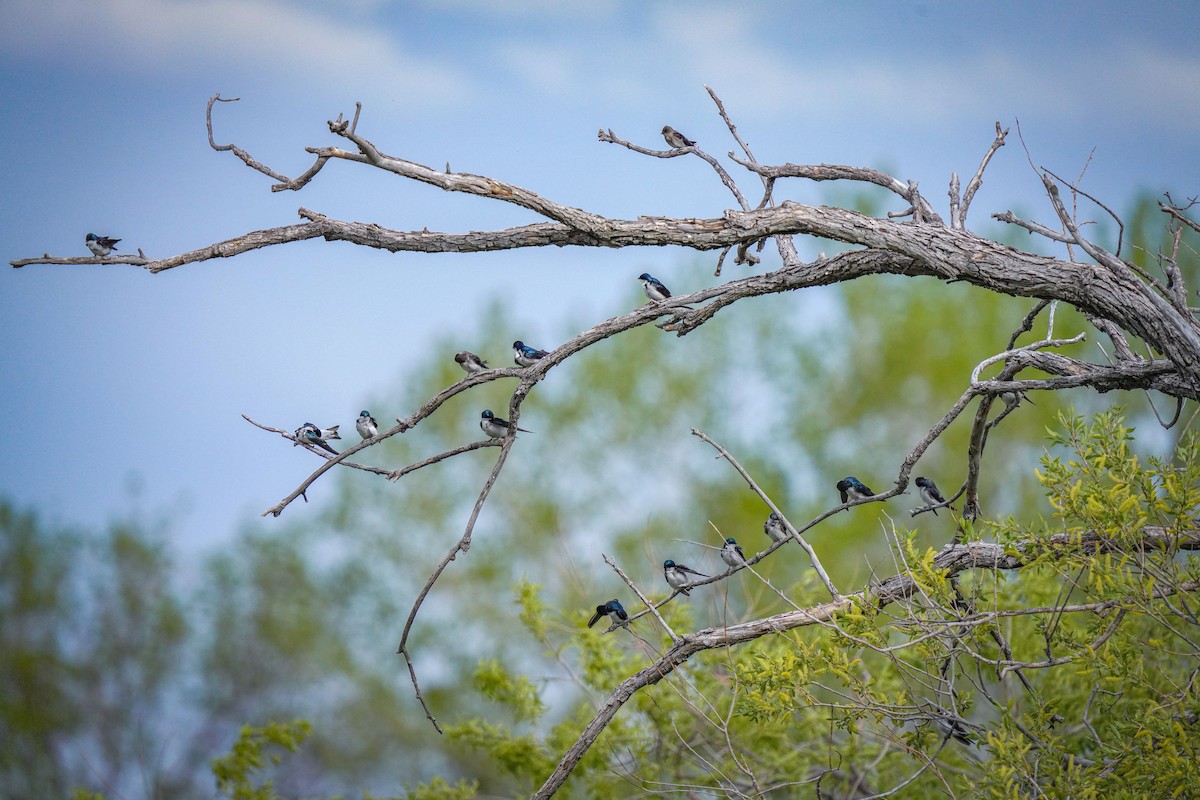 Tree Swallow - Laura Sheets