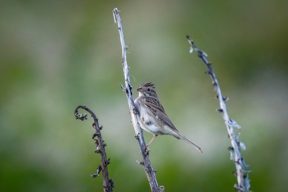 Clay-colored Sparrow - Laura Sheets