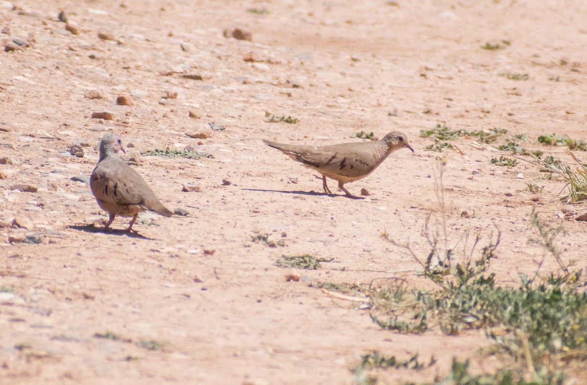 Common Ground Dove - John Samuelson