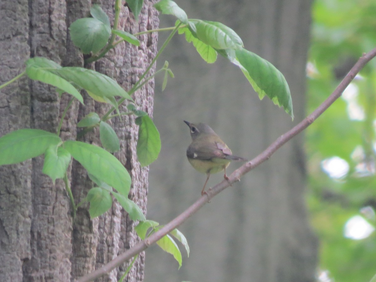 Black-throated Blue Warbler - Ethan Maynard