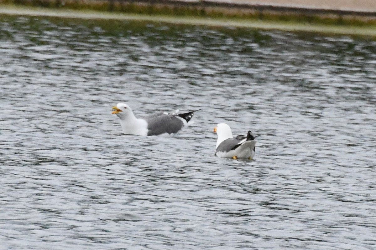 Lesser Black-backed Gull - ML619062173