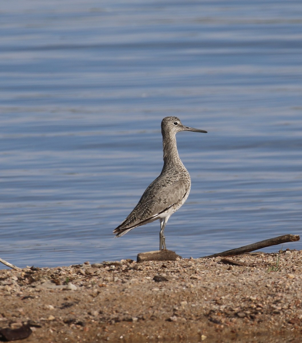 Willet - Aaron Shipe