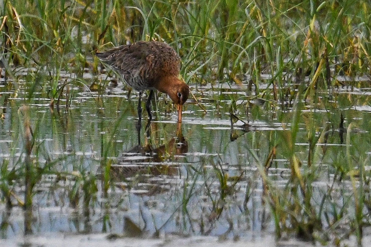 Black-tailed Godwit - Bill Asteriades