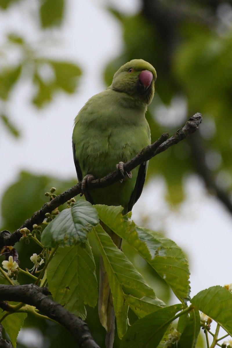 Rose-ringed Parakeet - ML619062210