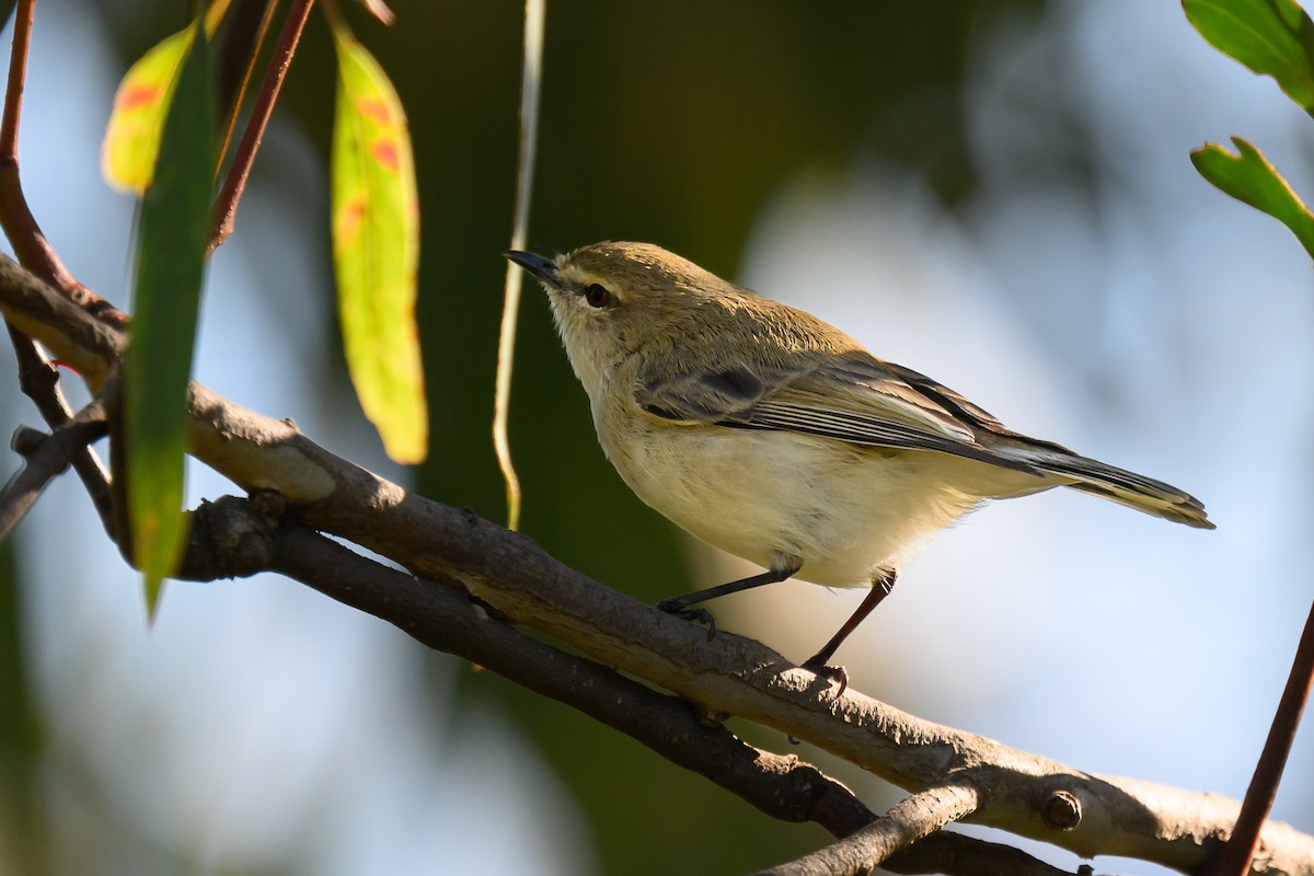 Western Gerygone - Eric Yeo