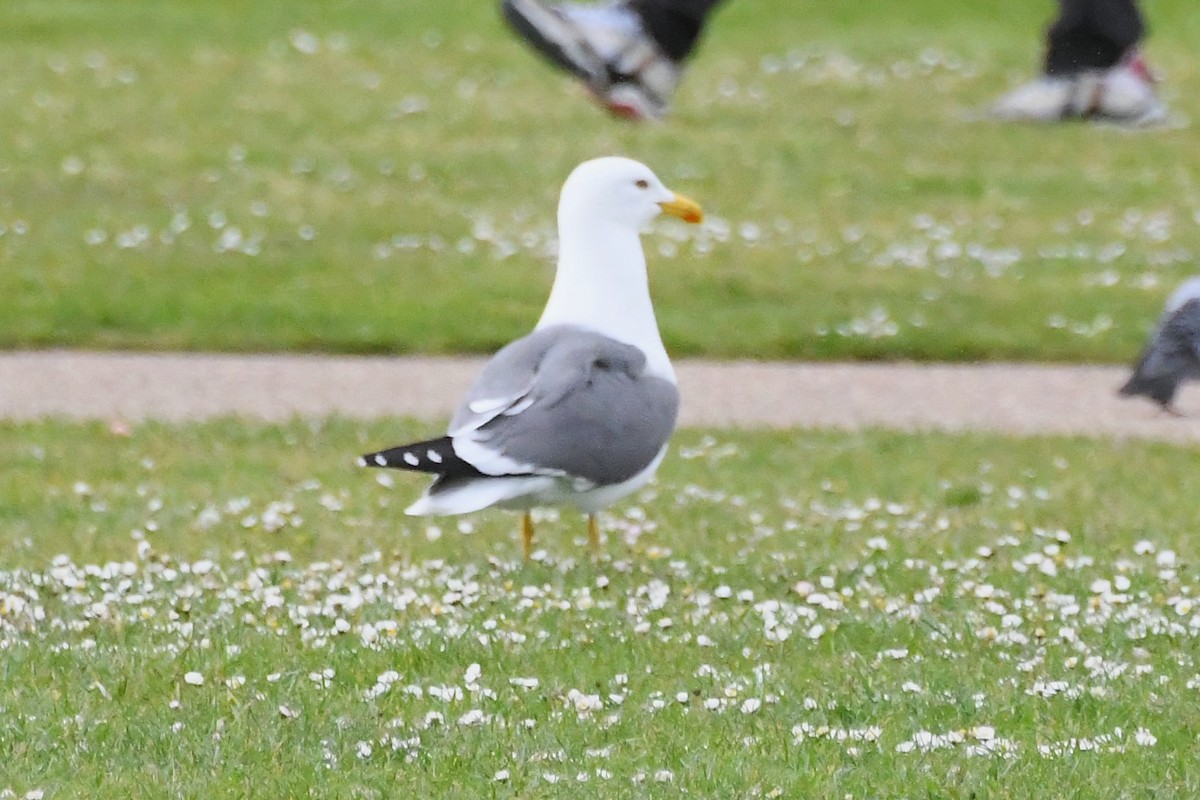 Lesser Black-backed Gull - ML619062239