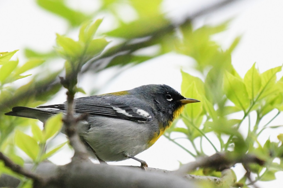 Northern Parula - Winston Poon