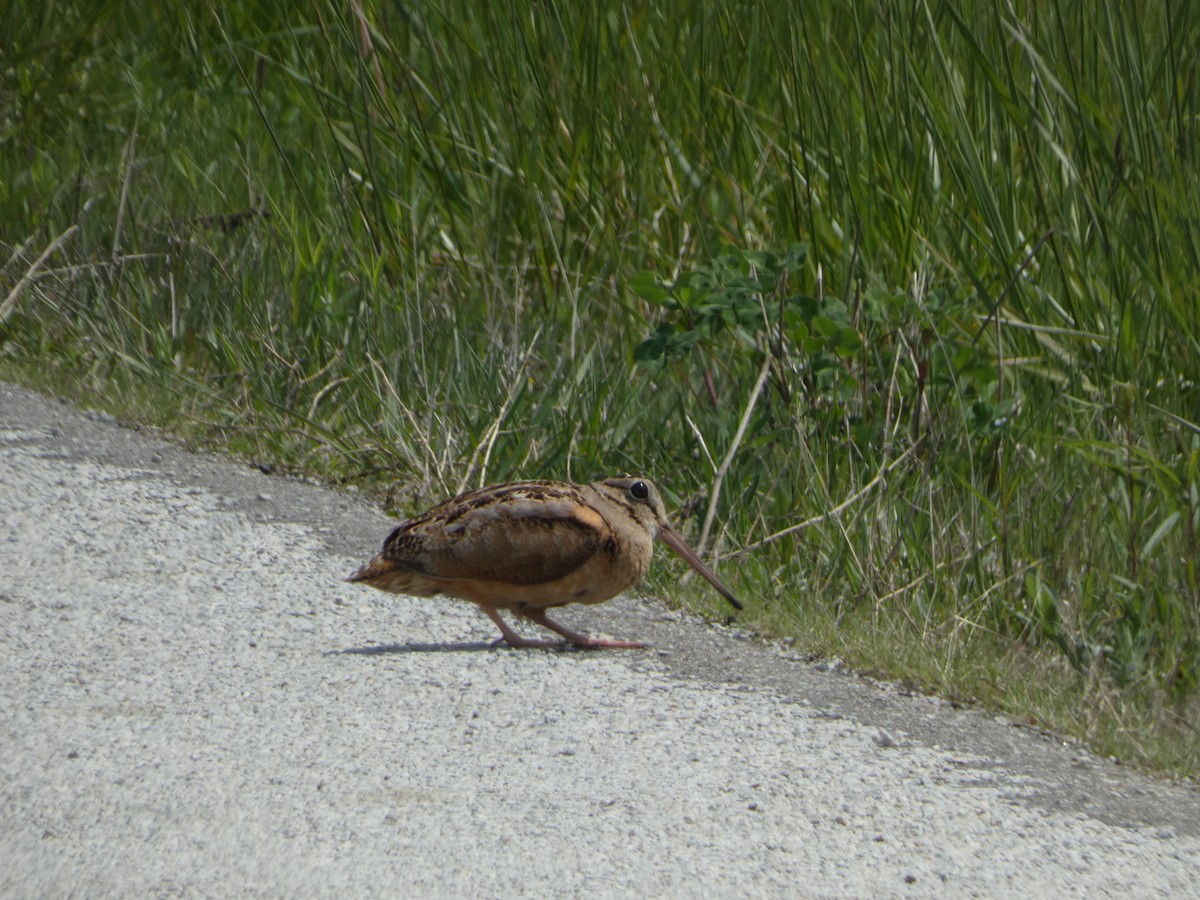 American Woodcock - Jeremy Logan