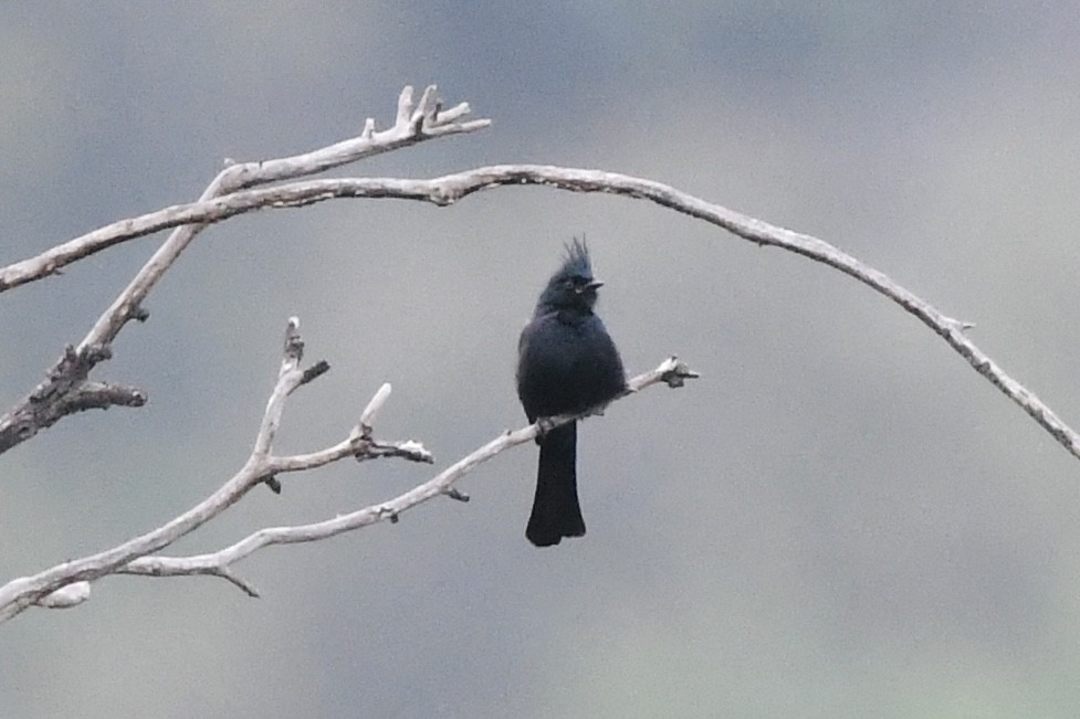 Phainopepla - ML619062332