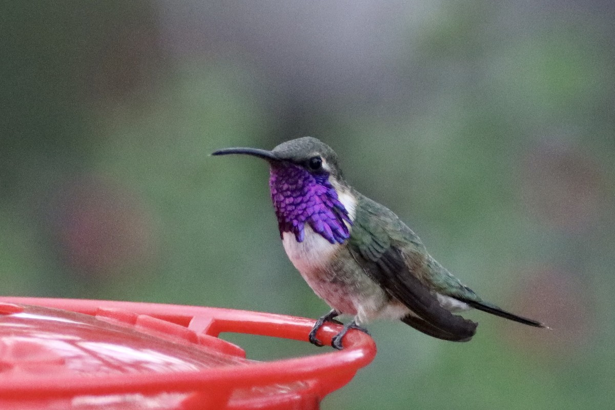 Lucifer Hummingbird - Nat Smale