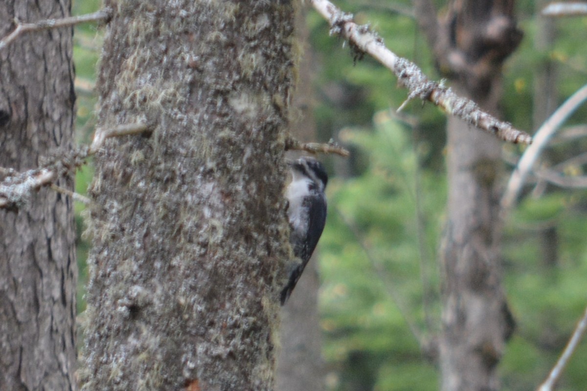 Black-backed Woodpecker - Rich Hanlon