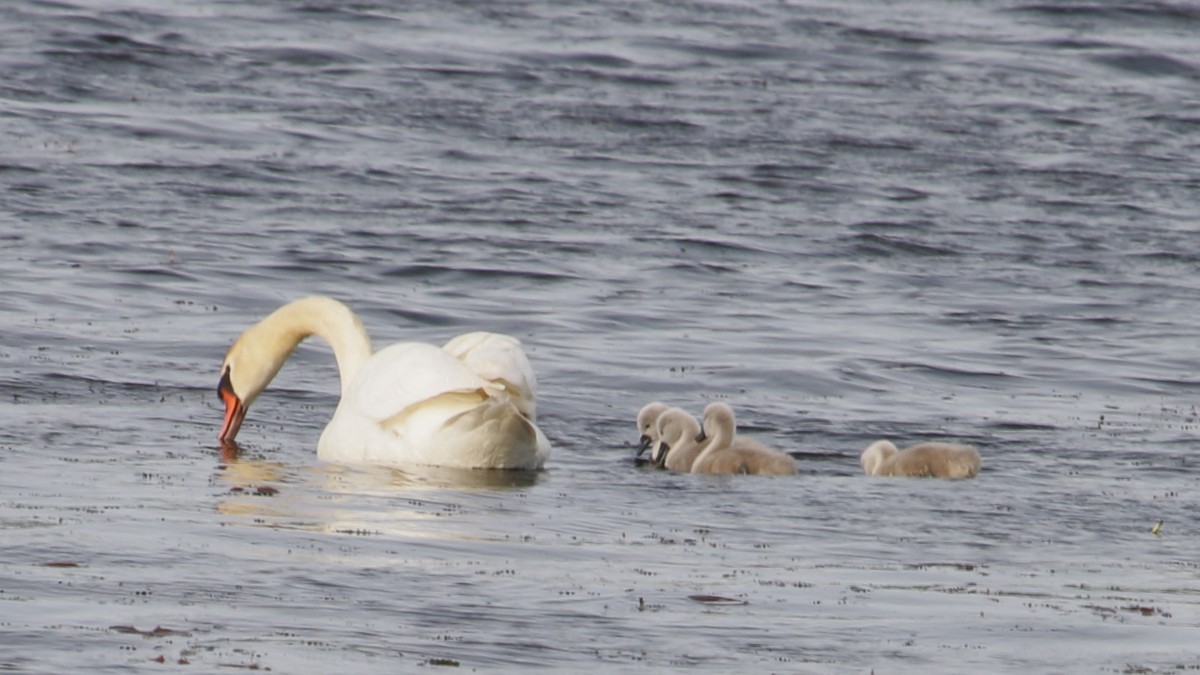 Mute Swan - Rick Wojcik