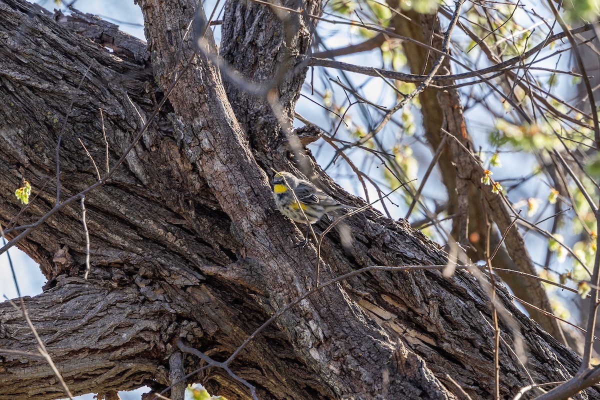 Yellow-rumped Warbler - Marshall Breedlove