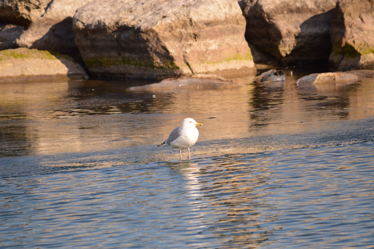 Herring Gull - ML619062402