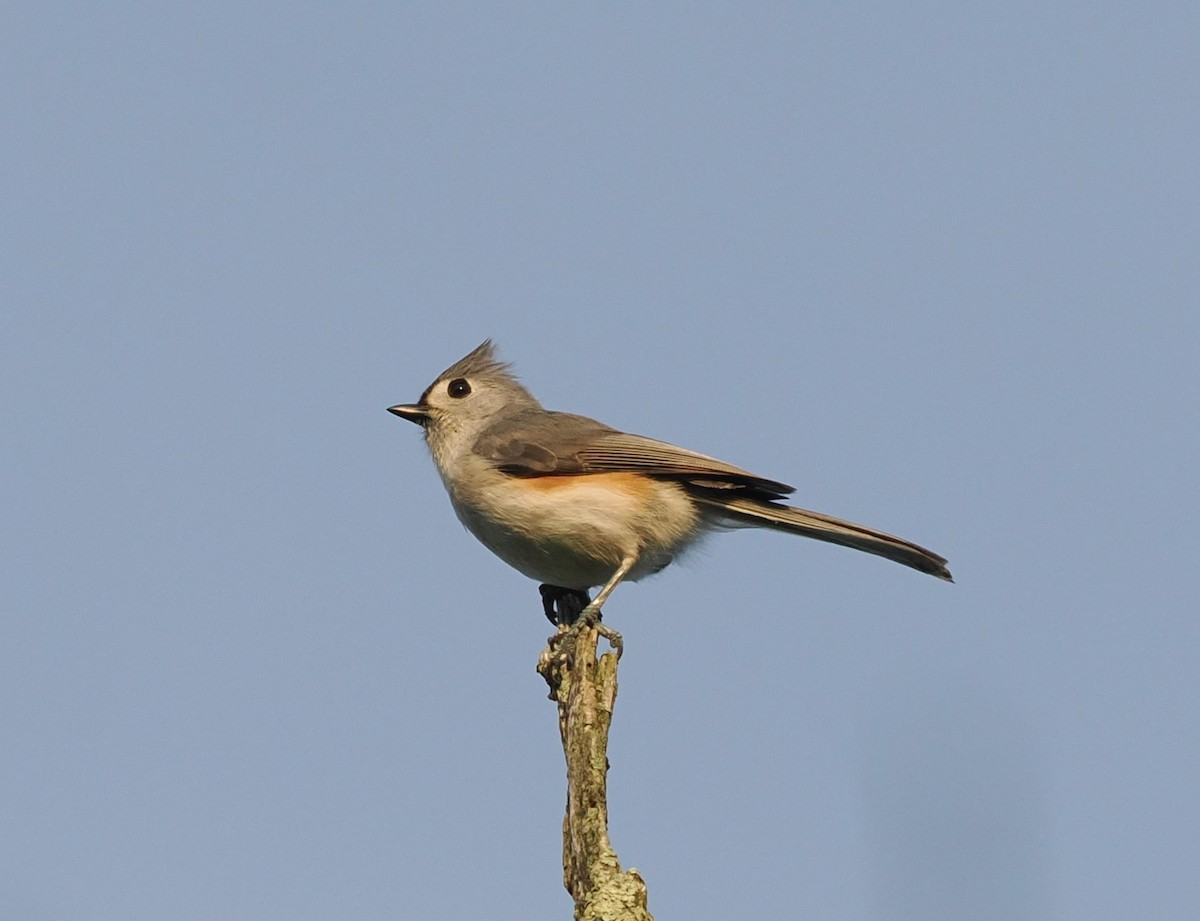 Tufted Titmouse - Russell Hoffman