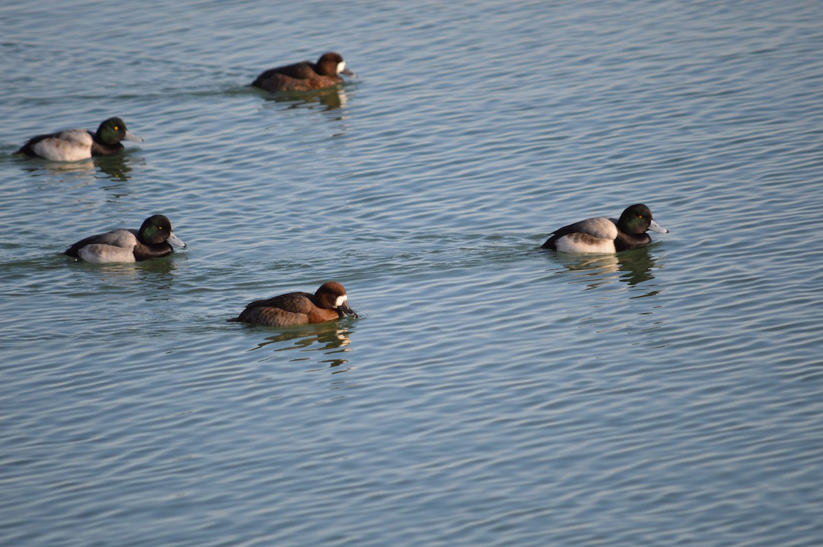 Greater Scaup - Justin Hageman