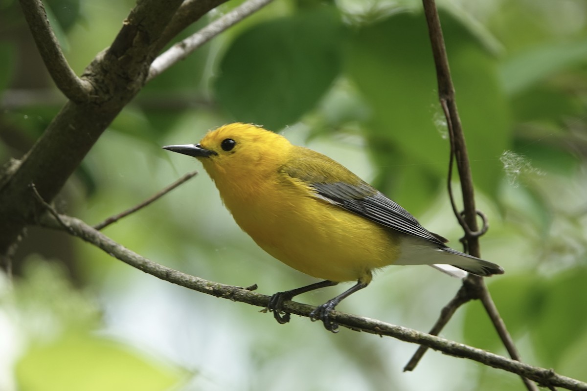 Prothonotary Warbler - Molly Donahue