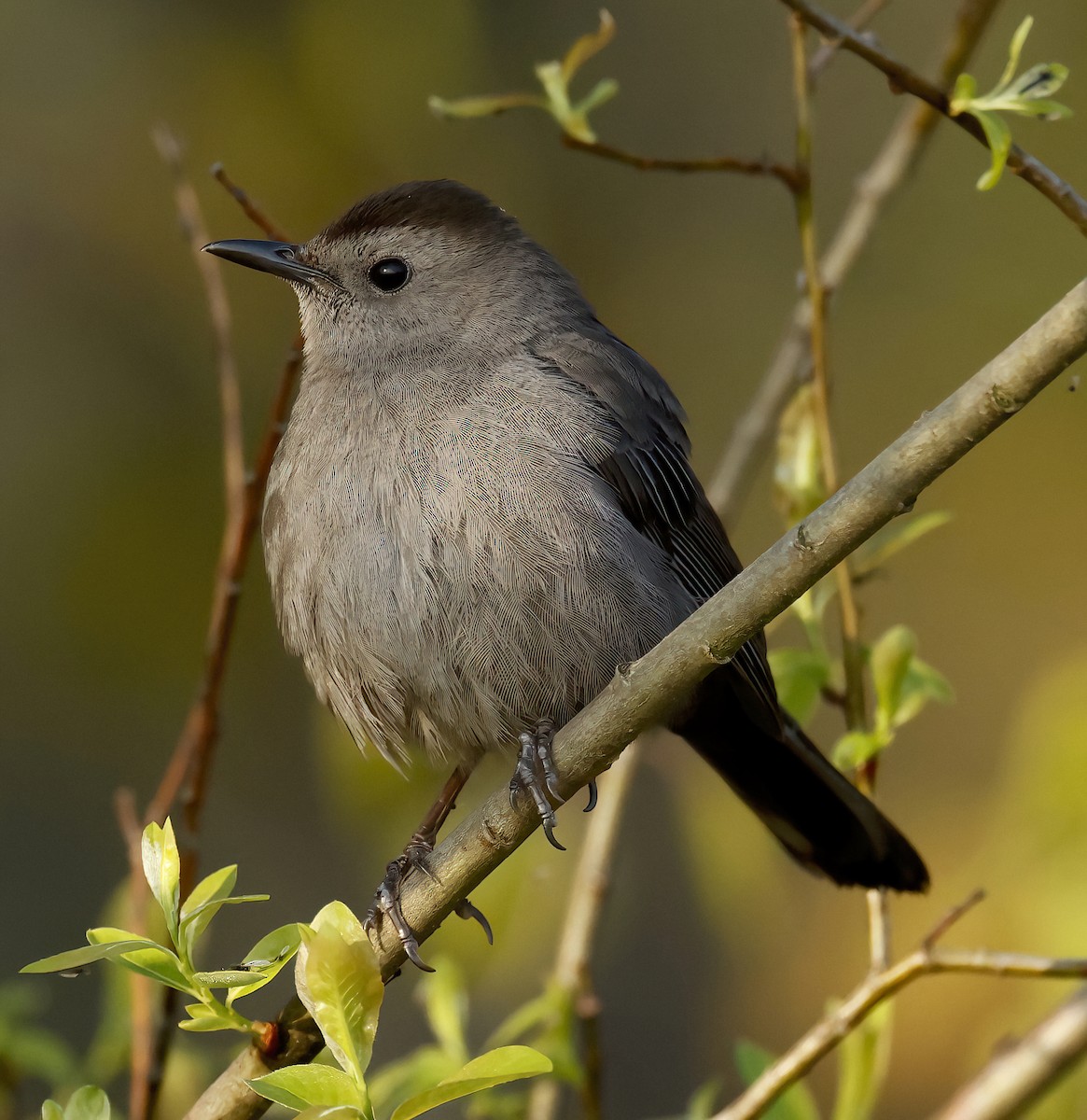 Gray Catbird - Scott Sneed