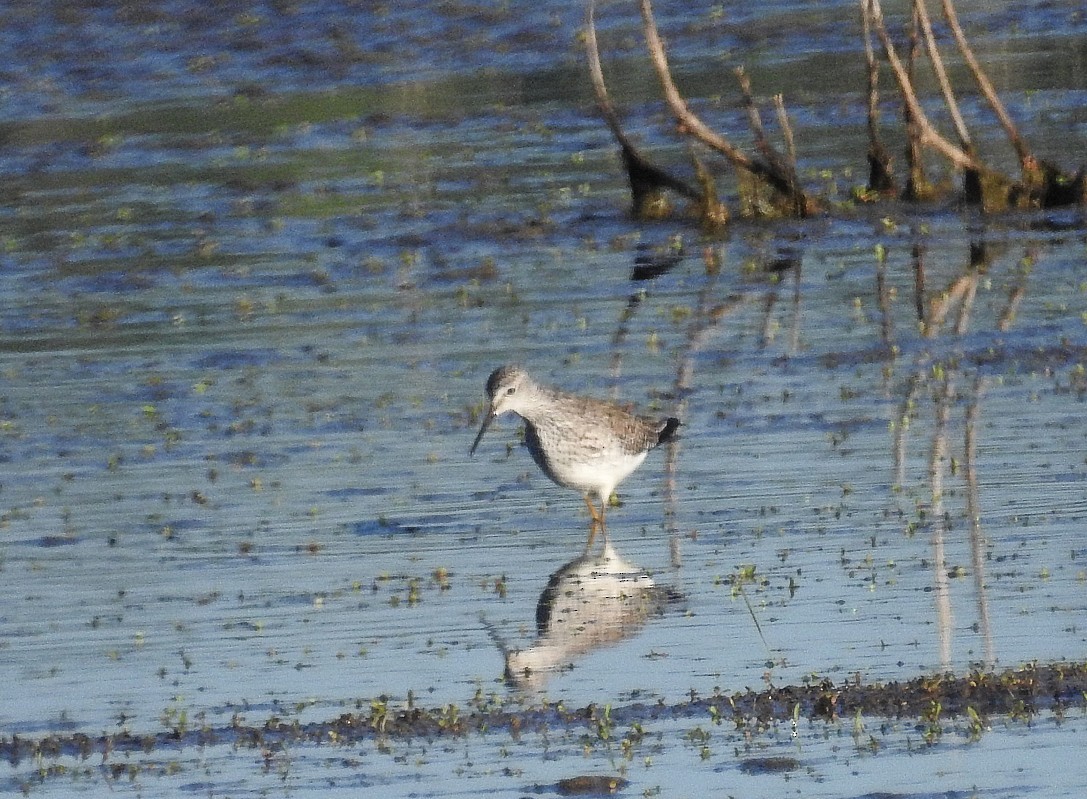 Lesser Yellowlegs - Mike Clarke