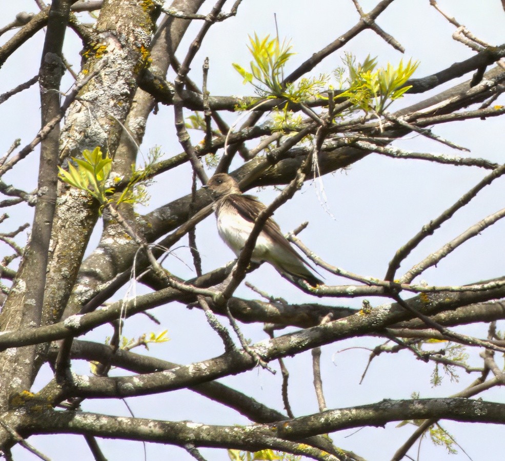 Northern Rough-winged Swallow - Blake Rodgers