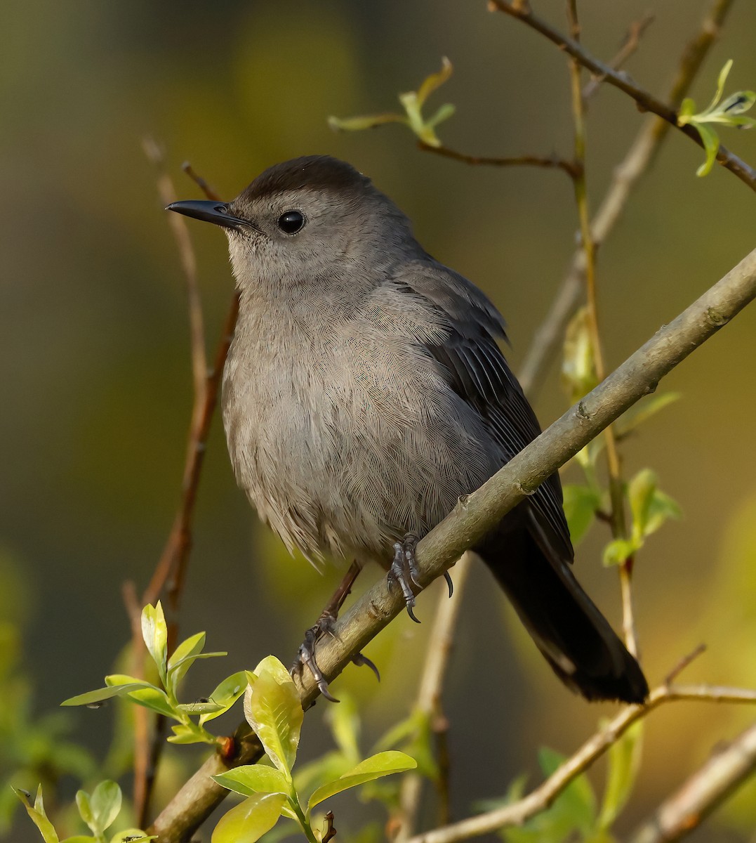 Gray Catbird - Scott Sneed