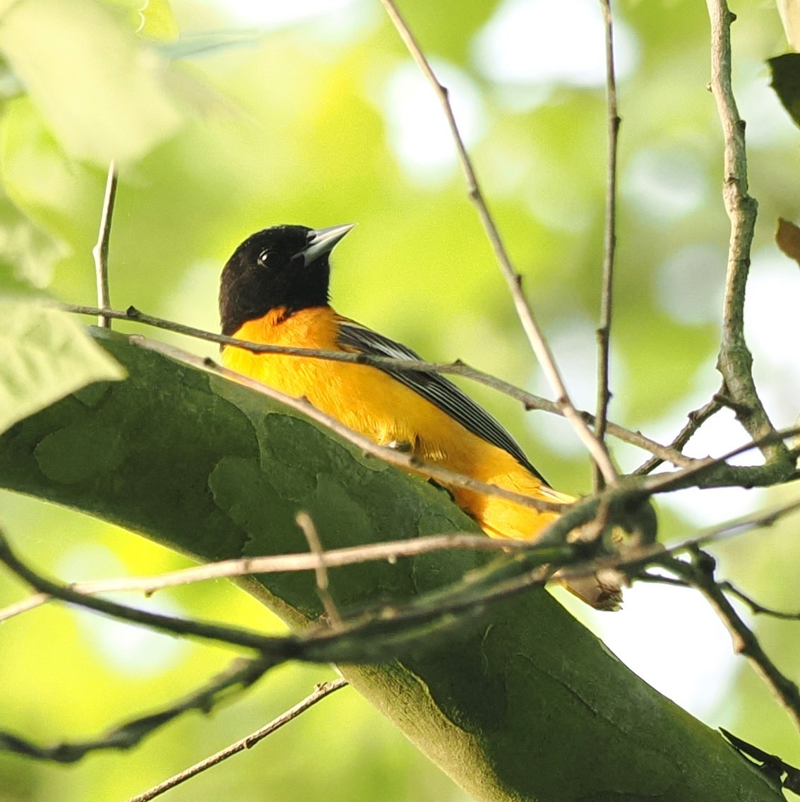 Baltimore Oriole - Russell Hoffman