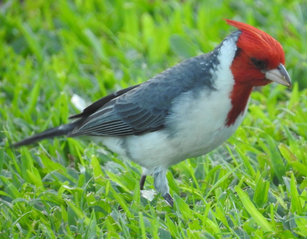 Red-crested Cardinal - Jeffrey C and Teresa B Freedman
