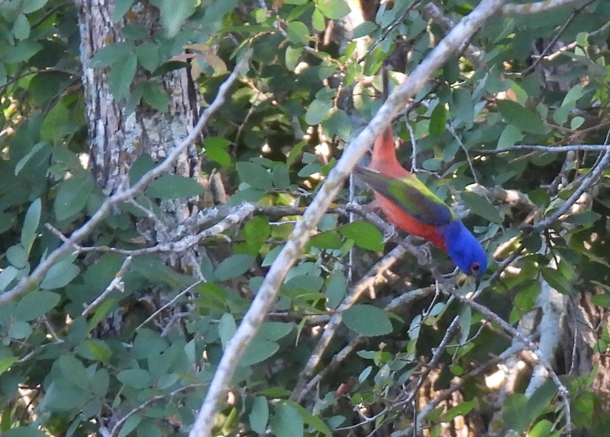 Painted Bunting - ML619062465