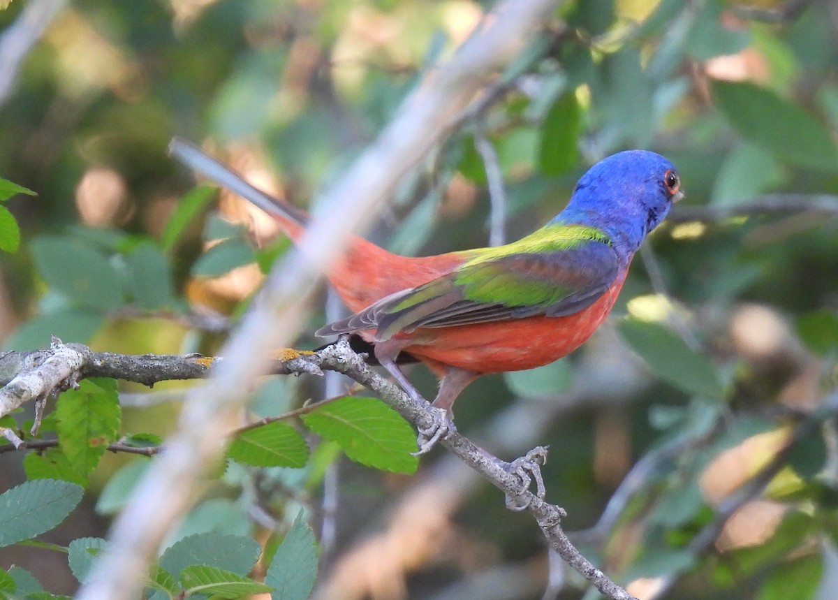 Painted Bunting - ML619062467