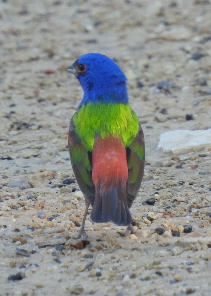 Painted Bunting - ML619062468