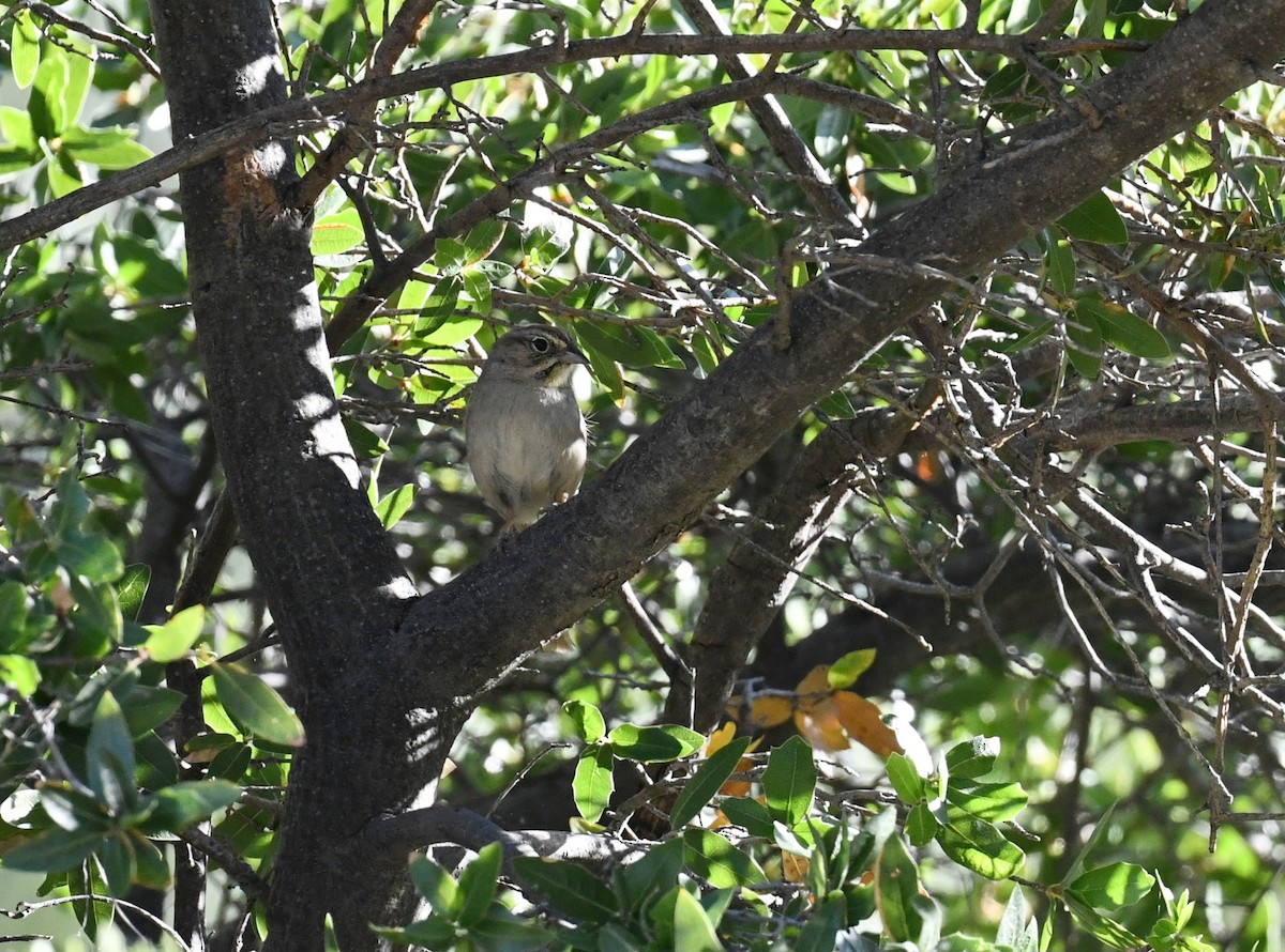 Rufous-crowned Sparrow - Tim K