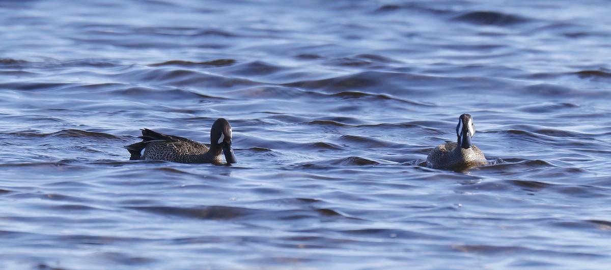 Blue-winged Teal - Scott Sneed