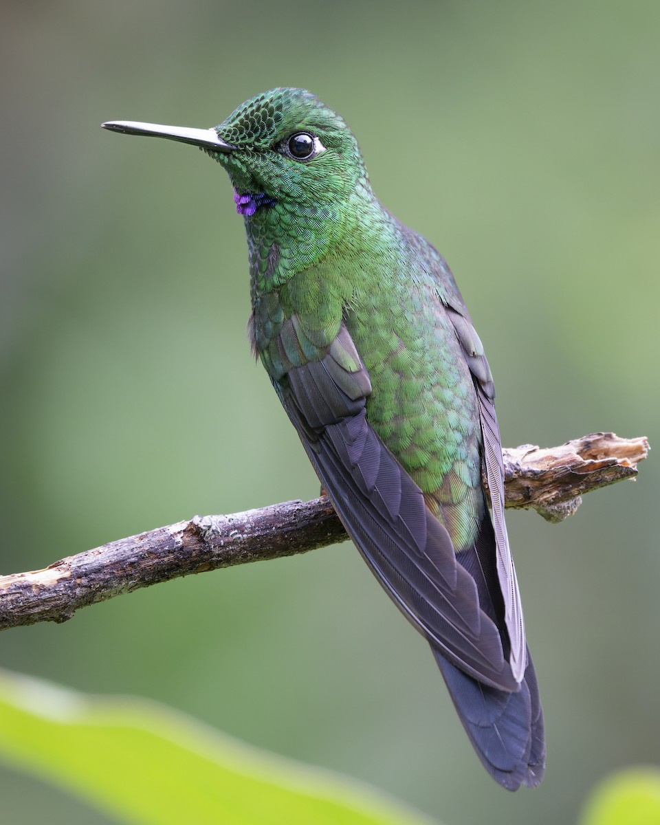 Green-crowned Brilliant - ML619062524