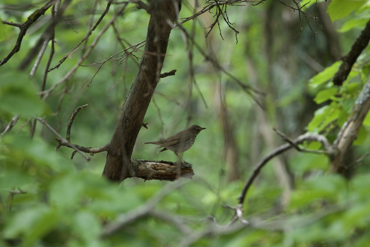 Swainson's Thrush - ML619062525