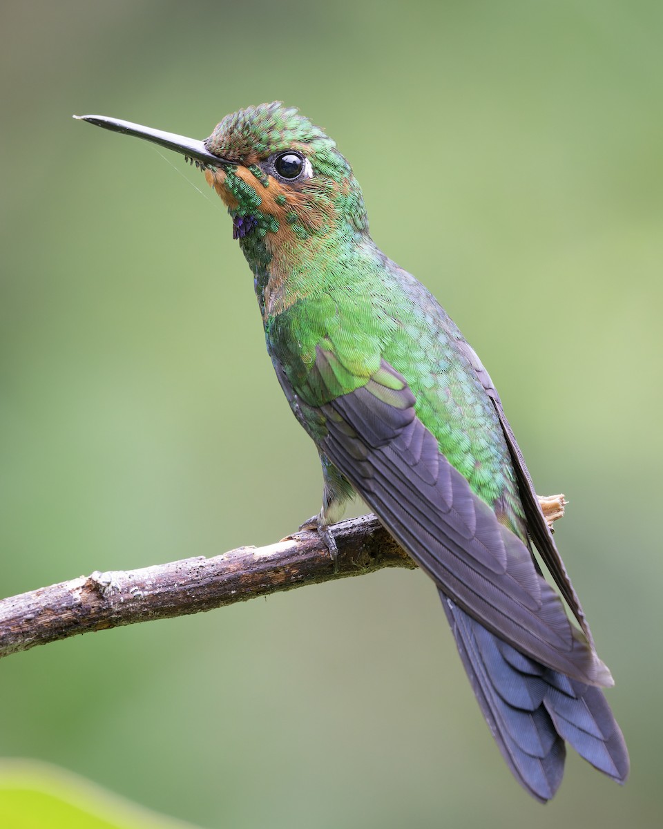 Green-crowned Brilliant - ML619062527
