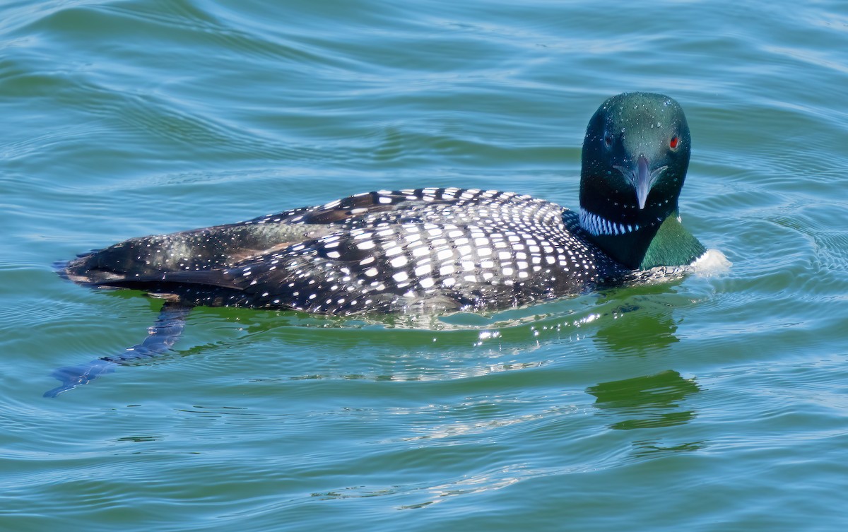 Common Loon - Mark Chappell