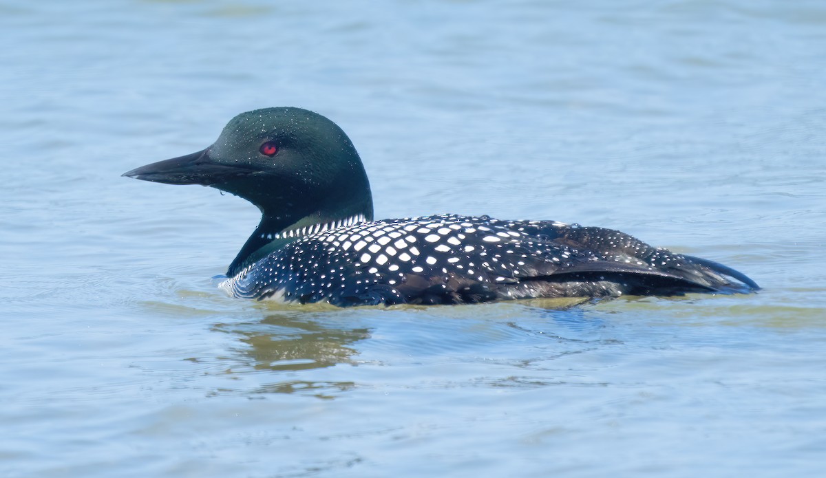 Common Loon - Mark Chappell