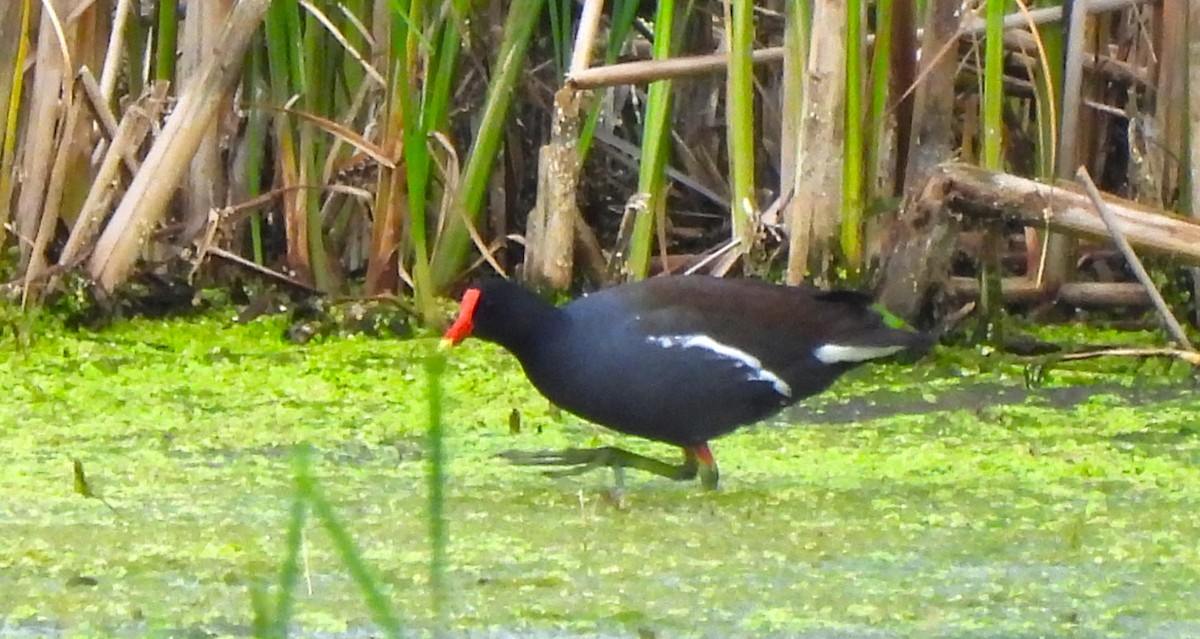 Common Gallinule - Paul McKenzie