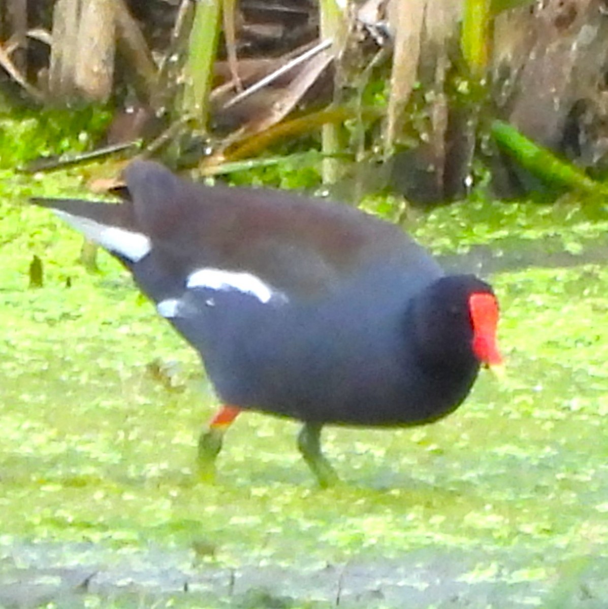 Common Gallinule - Paul McKenzie