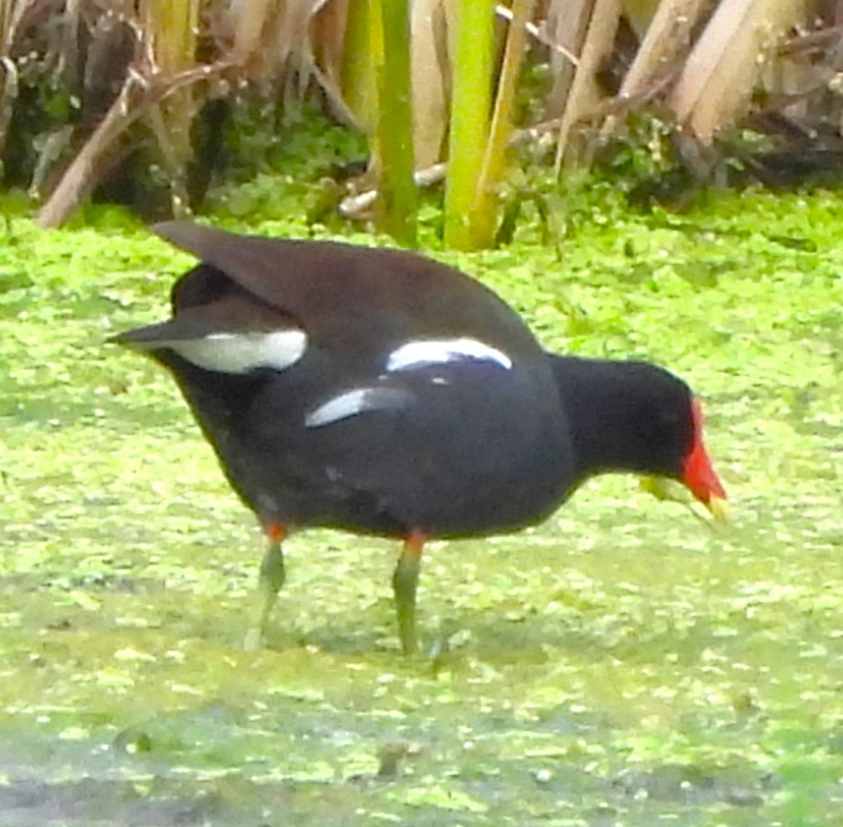 Common Gallinule - Paul McKenzie