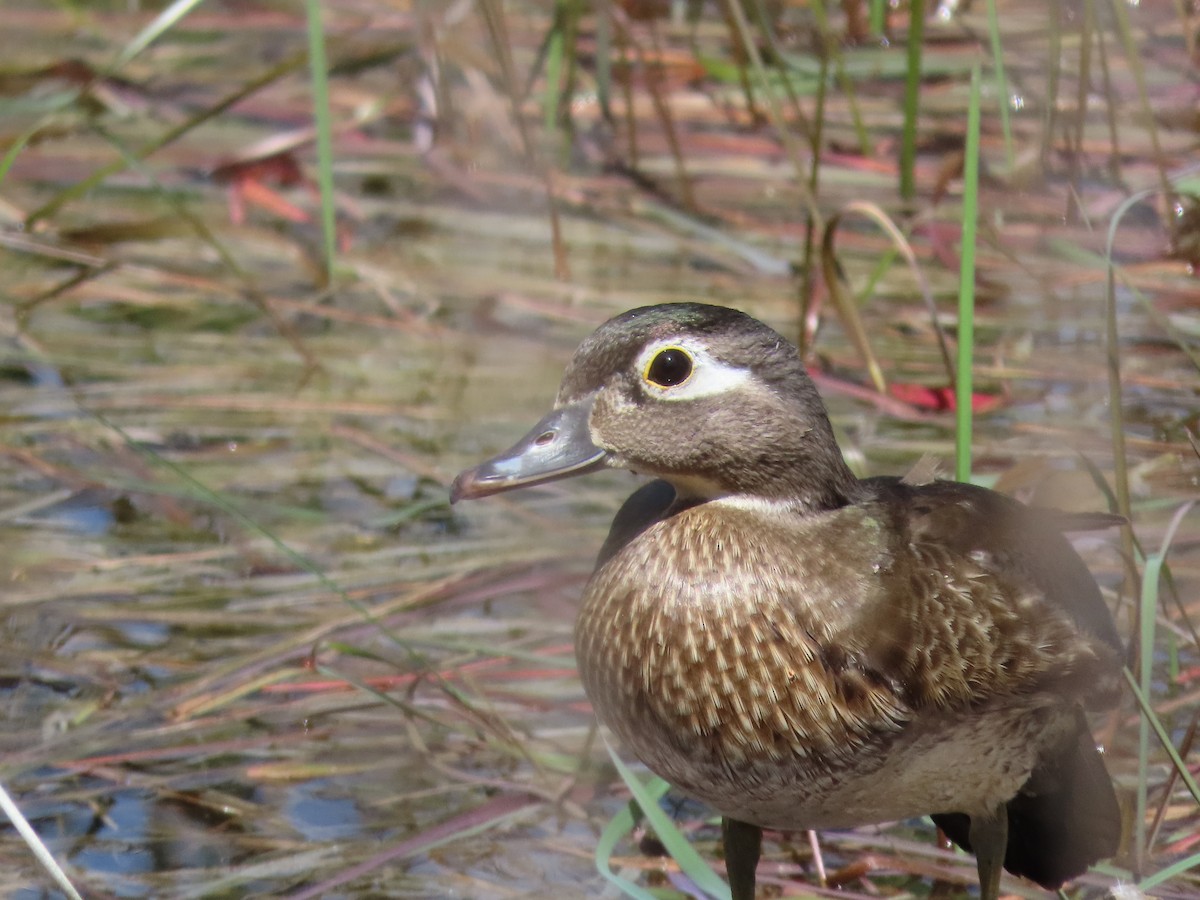 Wood Duck - ML619062660