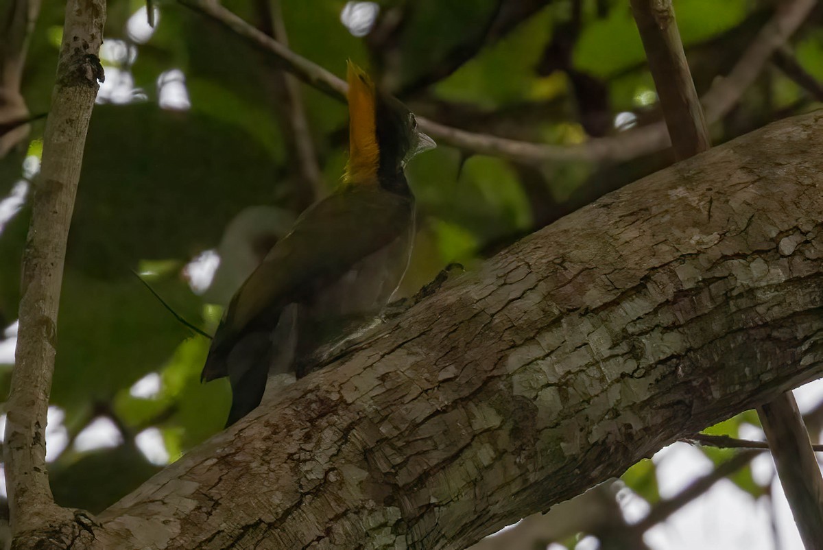 Greater Yellownape - Neeraja V