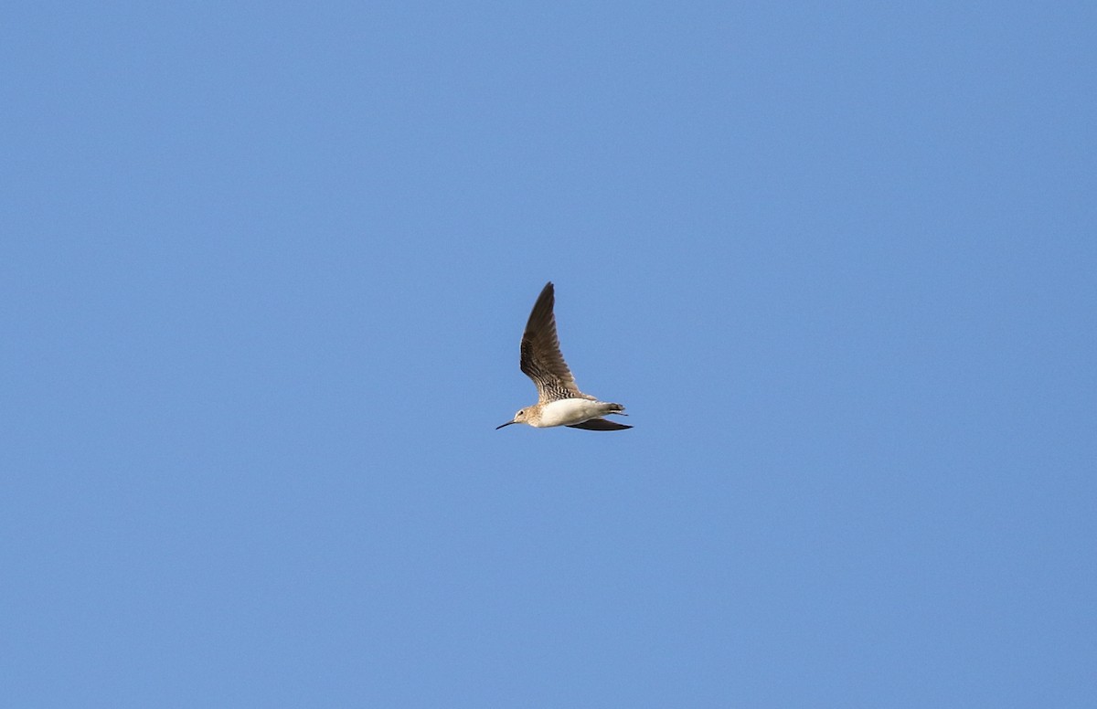 Solitary Sandpiper - ML619062686